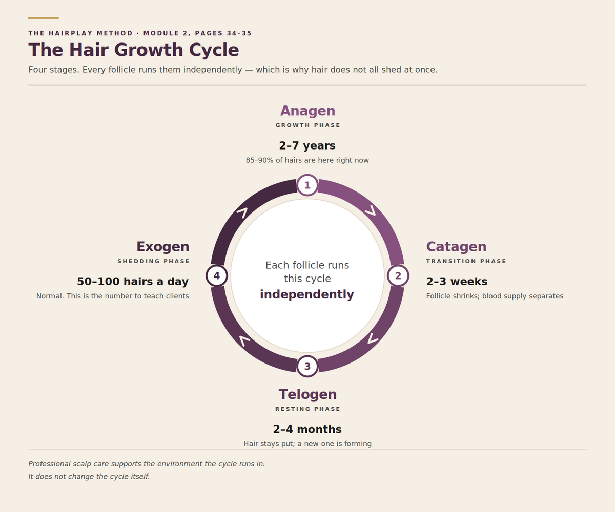 The hair growth cycle, a reference diagram from the course