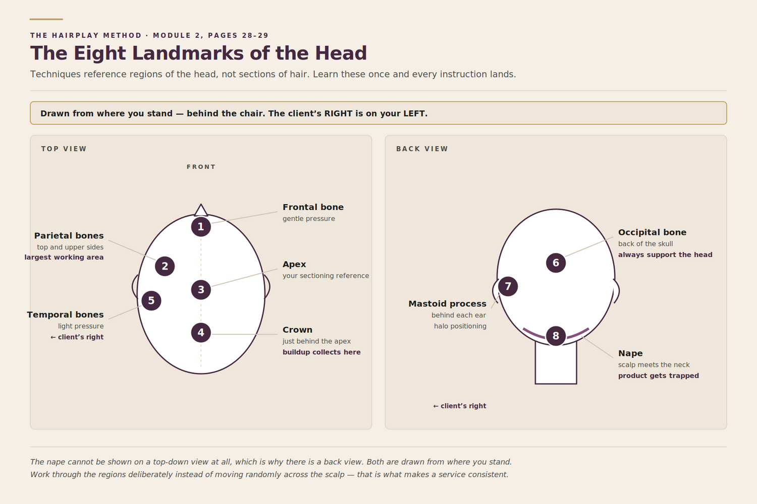 The eight landmarks of the head, a reference diagram from the course